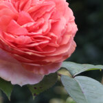 IMG_8511-100proz_crop.jpg