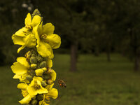 Blume mit Biene-8387.jpg