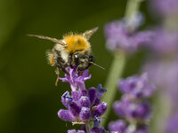 wildbiene.jpg