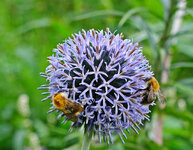 distel.jpg