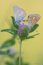 Hauhechel-Bläulinge_2019-07-30_DSLR.jpg