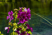 Schiederweiher-07086.jpg