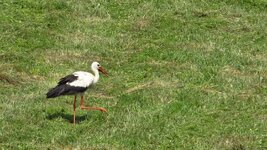 compIMG_0287_ji.jpg