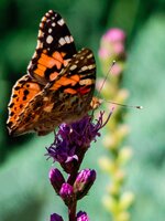 DSCF2960LR.jpg