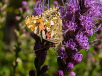 DSCF2979-1.jpg