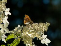 DSCF3024.jpg