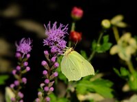 DSCF3079.jpg