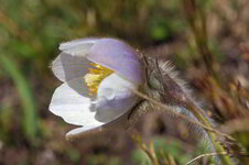 Frühlings-Kuhschelle.jpg