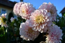 DSC_7233.jpg