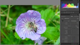 20190813_NikonD90_Farbe_und_Weissabgleich_Lightroom_small.jpg