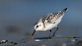 comp_DSC_6978_Sanderling.jpg