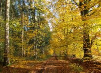 Herbstspaziergang b 2018.jpg