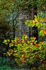 Herbst-im-Wald.jpg