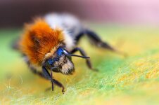 Hummel1.jpg
