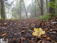 Herbststimmung_wald_forum_klein (1).jpg