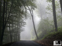 Herbststimmung_wald_forum_klein (2).jpg