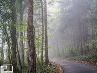 Herbststimmung_wald_forum_klein (3).jpg