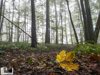 Herbststimmung_wald_forum_klein (4).jpg