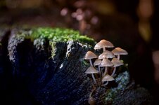 Pilze-Leuchten x.jpg