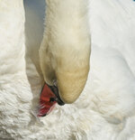 Schwan.crop.jpg