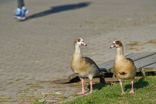 Möwe schaut.jpg