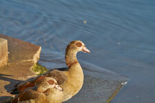 Nilgans chilled.jpg