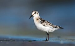 comp_DSC_6999_Sanderling.jpg