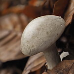 Pilz1.JPG