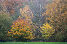 herbstwaldbunt.jpg