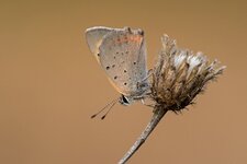 comp_DSC_5880_Kleiner_Feuerfalter.jpg