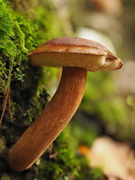 Pilz.jpg