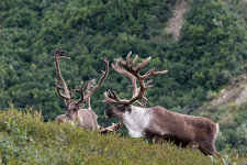 160807_314_Alaska-Denali-SavageAlpineTrial_forum.jpg