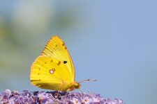 DSC_6937.JPG