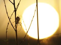 Gartenkreuzspinne 6.8.2013 900.jpg