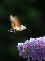 DSC_7086.JPG