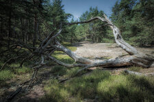 20190727-CKI_1278im Darßer Wald Christian Kirsch Kopie.jpg