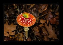 DSC04818RvR_Forum.jpg