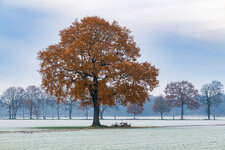 DER_Baum_Frozen.jpg