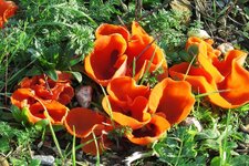 IMG_0858.jpg