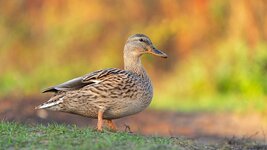 comp_DSC_7486_Stockente.jpg