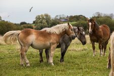 comp_Bretagne Herbst 2019-30.jpg