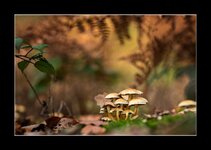 DSC04832RbnvR_Forum.jpg