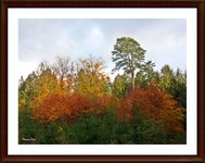 Wald. Herbst. Farben. .JPG