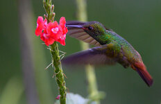 Kolibri-CR-0663.jpg