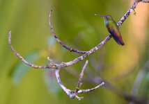 Kolibri-CR-0664.jpg