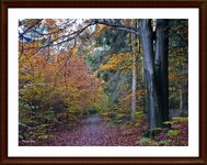 Herbst im Wald .JPG