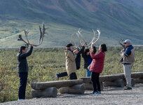 160808_598_Alaska-Denali-Park-Tour_forum.jpg