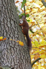 Eichhörnchen_Loccum.jpg
