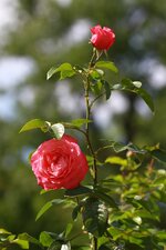 palmengarten-juli2013-2.JPG
