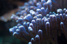 Koralle-9039-2.jpg